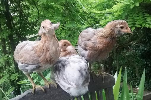 28052016 araucana de 2 mois avec oreillards