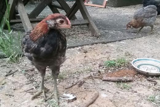 28052016 araucana saumon dore 1