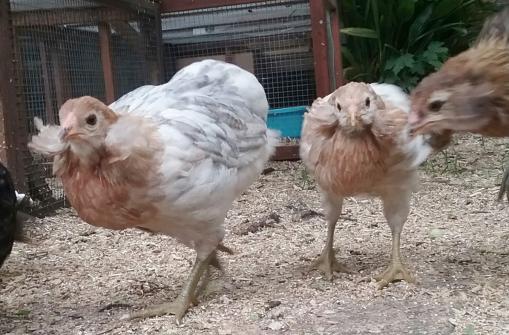 28052016 araucanas de 2 mois avec des toupets