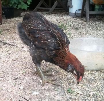 28052016 enigmus picore