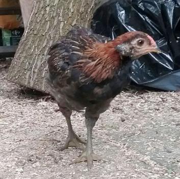 28052016 enigmus probable coquelet araucana