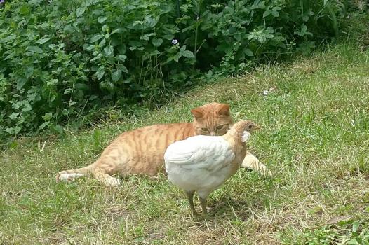 28052016 poulette araucana effrontee avec chatte