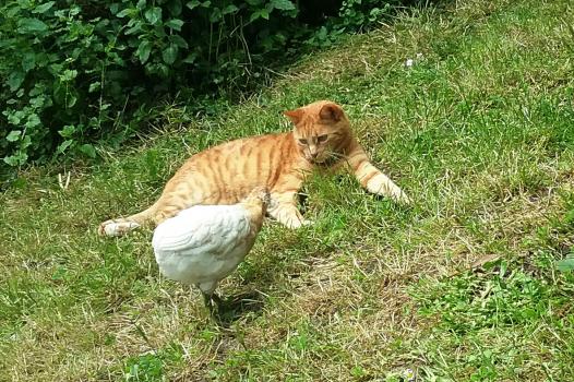 28052016 poulette araucana provoquant la chatte