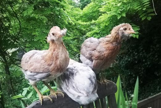28052016 poulettes araucana avec toupets d oreille