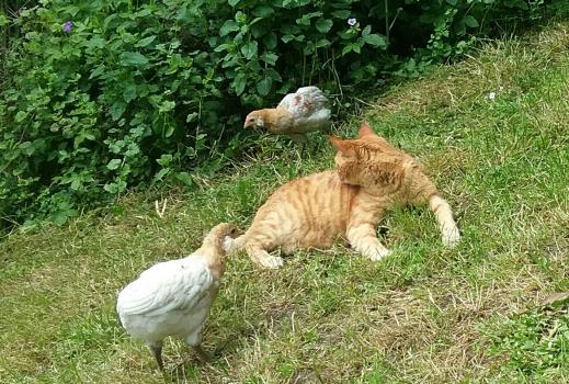 28052016 poulettes araucana cernant la chatte