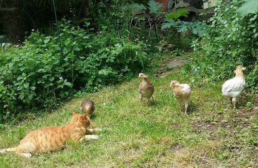 28052016 poulettes araucana interessees par la chatte