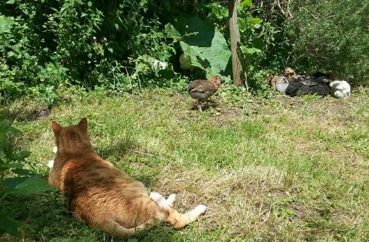 28052016 poulettes et chatte au soleil