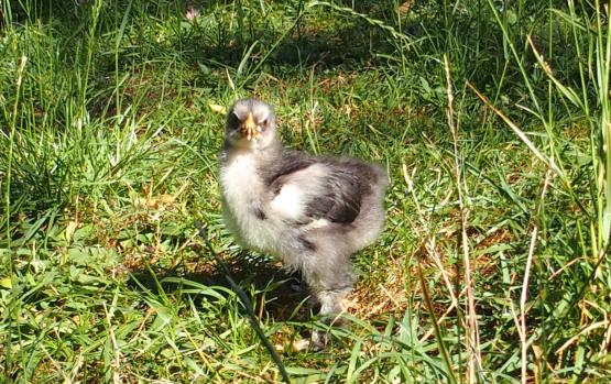 28062015 blueberry poussin cochin orpington bleu de 3 semaines 2