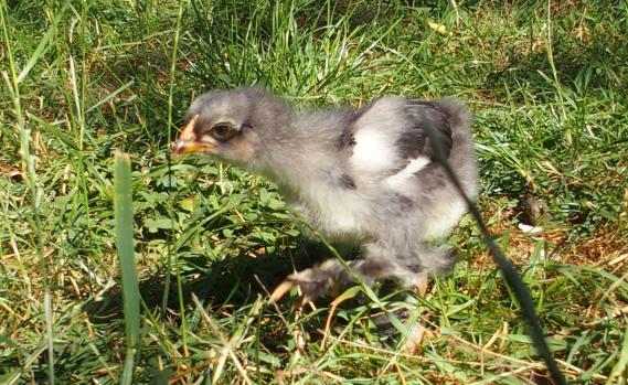 28062015 blueberry poussin cochin orpington bleu de 3 semaines 3