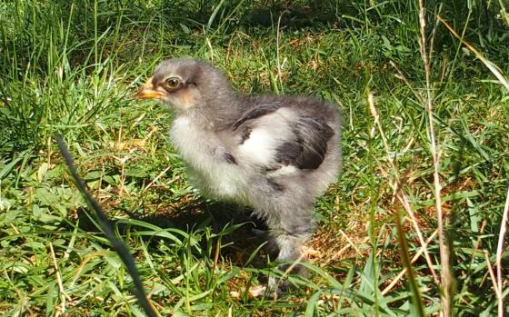 28062015 blueberry poussin cochin orpington bleu de 3 semaines 4
