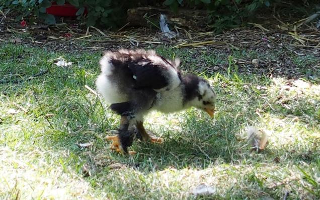 28062015 foogle poussin cochin de 3 semaines 1