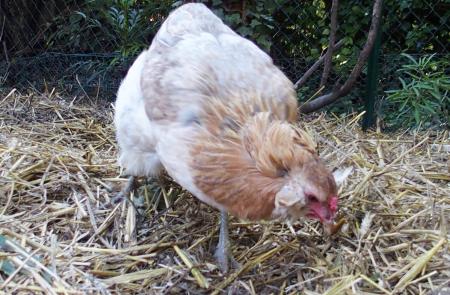 28092015 chouppi remplumee