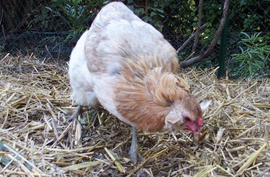 28092015 chouppi remplumee