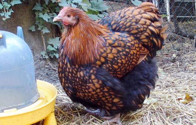 28092015 fannie poule ofaln de 5 mois devant abreuvoir