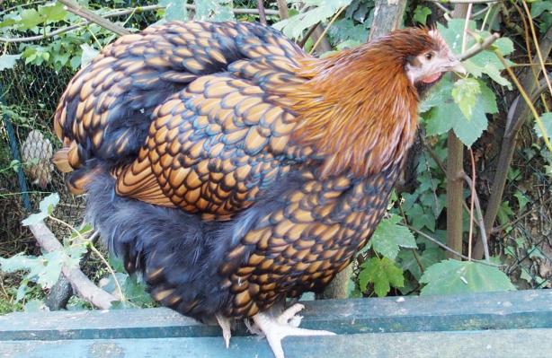 28092015 fannie poule ofaln de 5 mois perchee 1