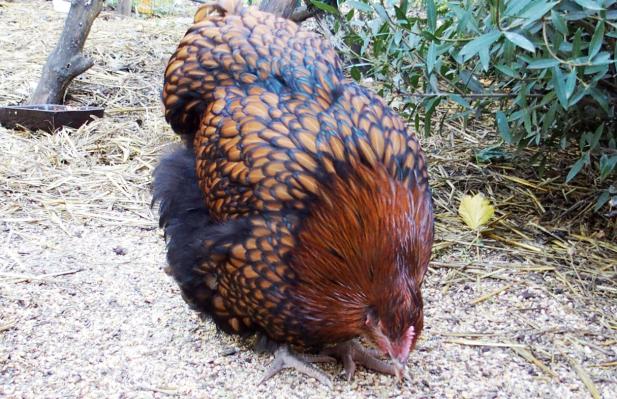 28092015 fannie poule ofaln de 5 mois picore