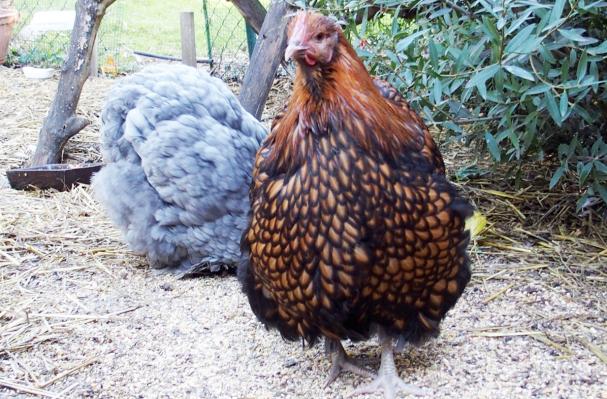 28092015 fannie poule ofaln devant poule cochin bleu