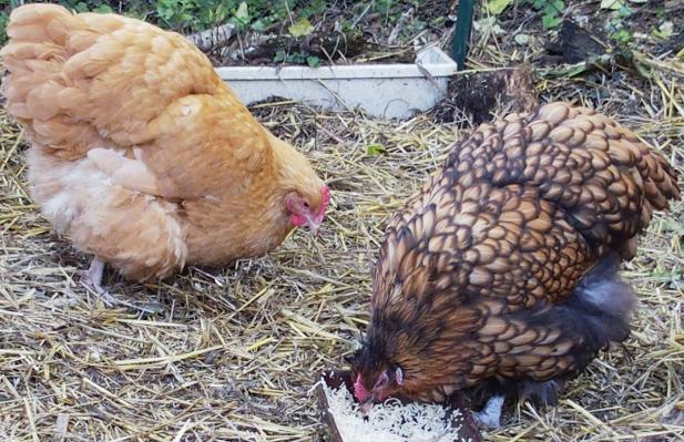 28092015 liserette ofaln gloutonne