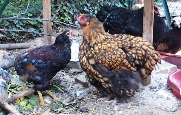 28092015 liserette poule ofaln mere de tac 1