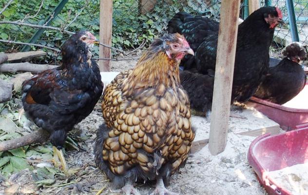 28092015 liserette poule ofaln mere de tac