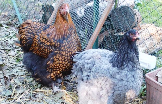 28092015 patachou et fannie poules de 5 mois