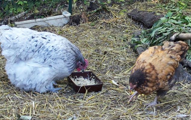 28092015 tipex et splashie 2