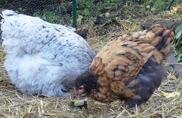 28092015 tipex et splashie 4