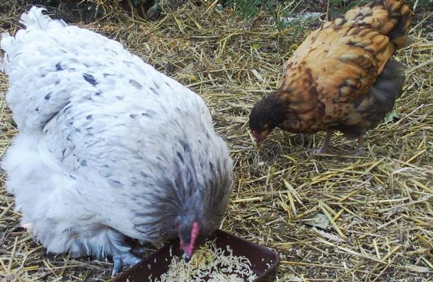 28092015 tipex et splashie