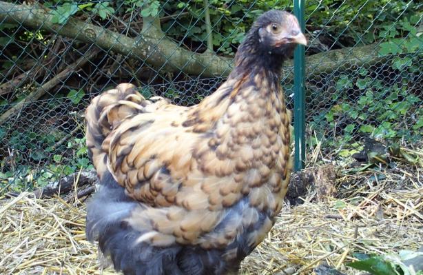 28092015 tipex poulette ofaln 1