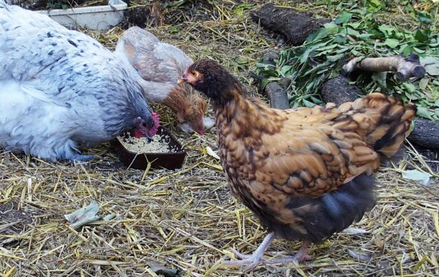 28092015 tipex poulette ofaln aux liseres flous