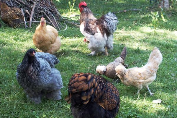 29082015 attente du gouter 2