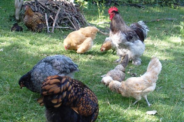 29082015 attente du gouter 4