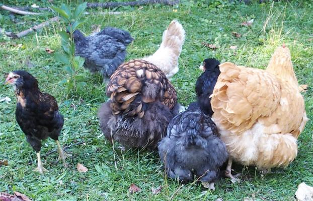 29082015 bousculade autour du gouter