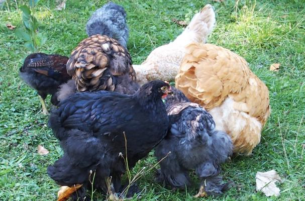 29082015 bousculade autour du plat