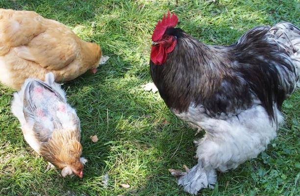 29082015 les plumes de chouppi repoussent