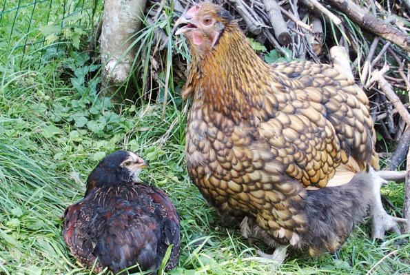 29082015 liserette a chaud 1