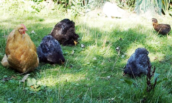 29082015 mimi orpington fauve et jeunes cochins