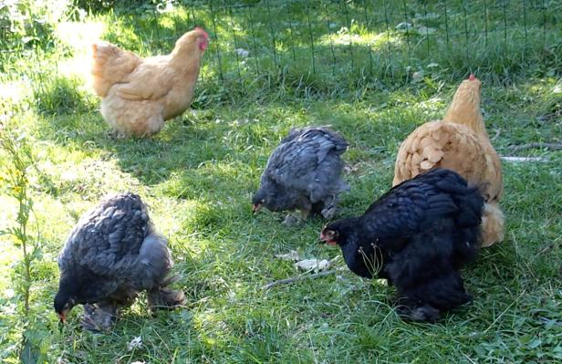 29082015 orpis fauves et jeunes cochins