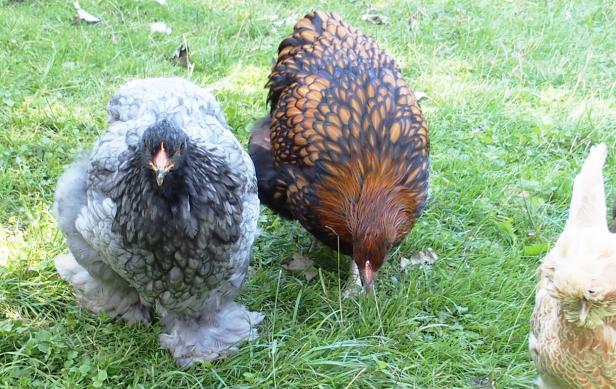 29082015 patachou poulette cochin bleu avec fannie