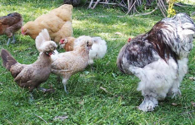 29082015 patty et poules huppees 2