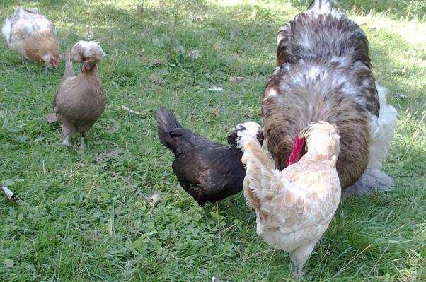 29082015 patty et poules huppees