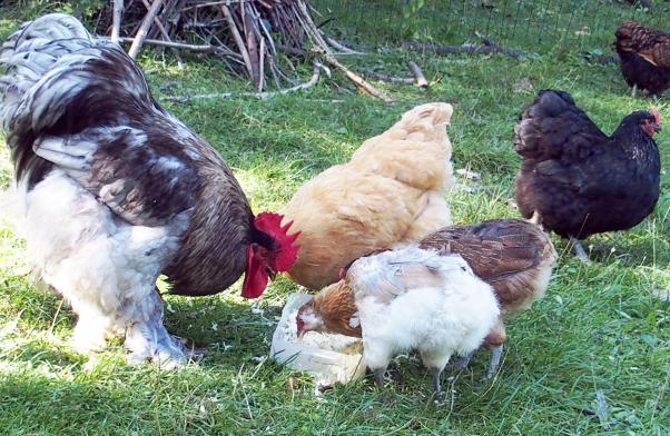 29082015 patty goute avec les poules celibataires 1