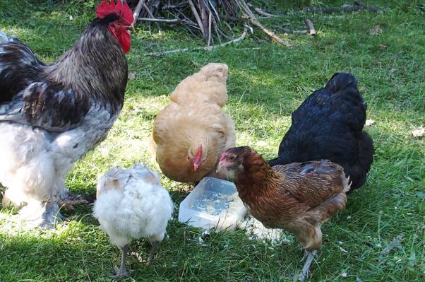 29082015 patty goute avec les poules celibataires