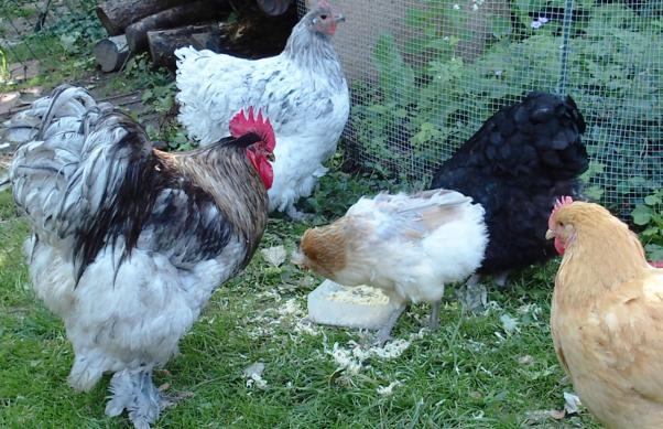 29082015 patty surveille de gouter de chouppi