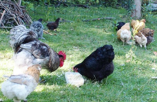 29082015 plusieurs plats pour le gouter 1