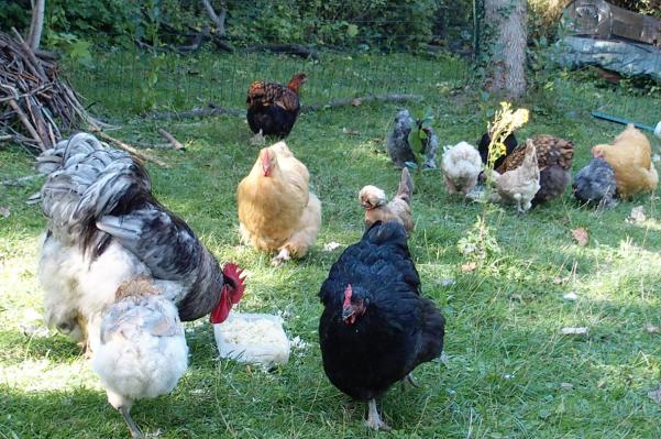 29082015 plusieurs plats pour le gouter