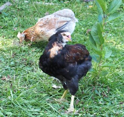 29082015 tac coquelet araucana devant poulette araucana