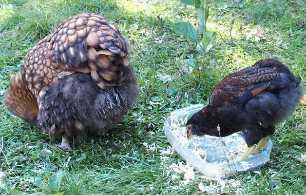 29082015 tac coquelet araucana les pieds dans le plat