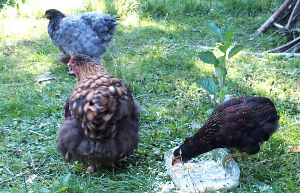 29082015 tac coqulelet araucana sur le plat