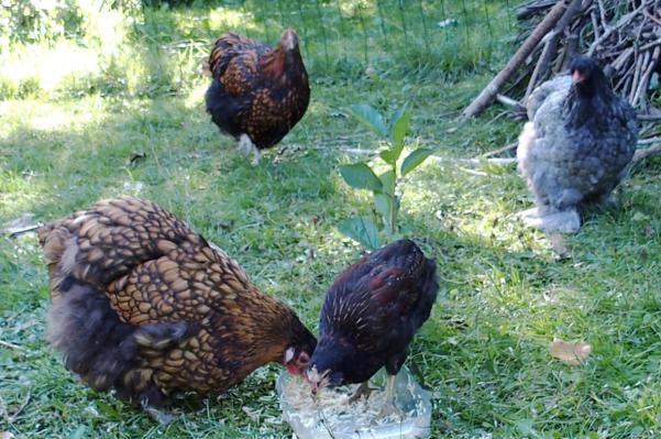 29082015 tac et liserette se goinfrent